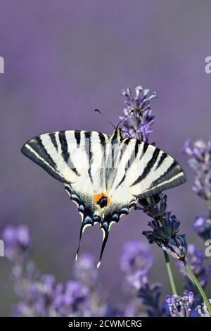 Rare Swallowtail (Iphiclides podalirius) se nourrissant de lavande, Provence, France Banque D'Images