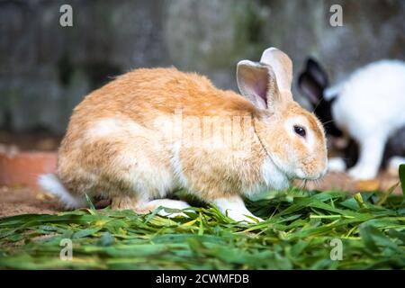 lapin jaune sur l'herbe contre le fond de l'autre lapins Banque D'Images