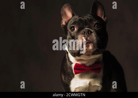 élégant chien de taureau français chiot portant noeud rouge posant pour la caméra en studio Banque D'Images