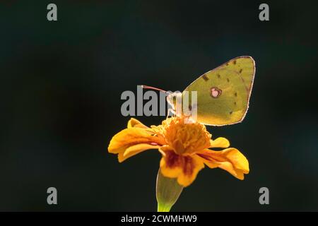 Jaune nuageux (Colias croceus), Bulgarie Banque D'Images