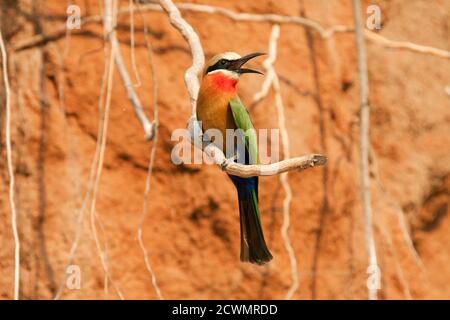 Les Bee-Eaters à front blanc nichent dans de grandes colonies sur les berges où le le sol alluvial doux est idéal pour creuser leurs deux mètres tunnels longs Banque D'Images