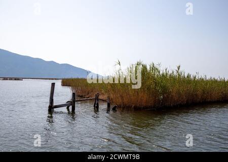 La rivière Dalyan est une destination touristique populaire en Turquie. La rivière accueille le caretta caretta et de nombreux oiseaux et poissons. Banque D'Images