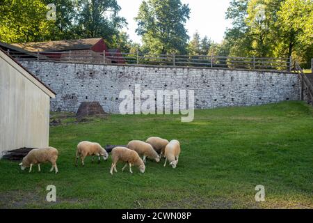 Les moutons se broutent par le mur de pierre coloniale, scène idyllique de village agricole Banque D'Images