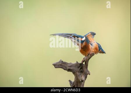 Kingfisher Eisvogel Kingfisher Alcedo Atthis est le seul kingfisher Espèces trouvées en Europe Banque D'Images