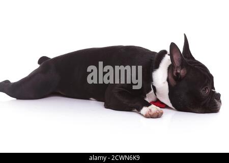 vue latérale d'un chiot bulldog français fatigué couché sur fond blanc Banque D'Images