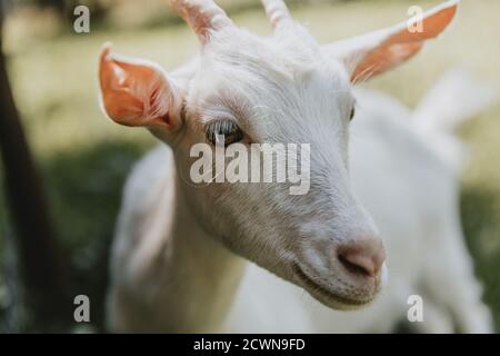 Détail de la tête d'une jeune chèvre blanc corné debout sur le pâturage avec les oreilles roses et avec le détail de ses cils en été Banque D'Images