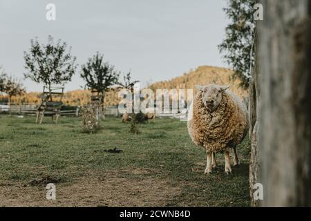 Duveteux vieux bélier avec beaucoup de laine sur lui, debout sur le pâturage près de la clôture est à la caméra pendant le coucher de soleil d'automne doré Banque D'Images