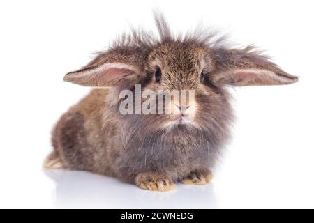 Adorable lapin à tête de lion allongé sur un fond isolé. Banque D'Images