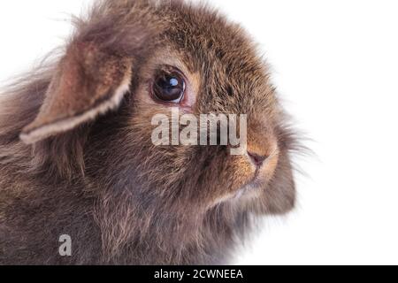 Vue latérale gros plan d'une jolie tête de lion lapin sur fond blanc de studio Banque D'Images