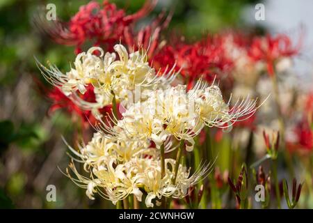 Nénuphar rouge (Lycoris radiata), ville d'Isehara, préfecture de Kanagawa, Japon Banque D'Images