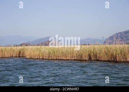 La rivière Dalyan est une destination touristique populaire en Turquie. La rivière accueille le caretta caretta et de nombreux oiseaux et poissons. Banque D'Images