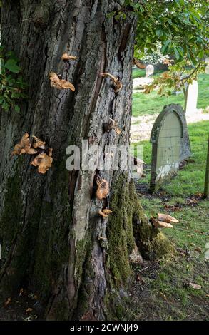 Le champignon Saddle de Dryad qui pousse à partir du tronc d'un arbre de Chestnut à cheval et dans une cour de sépulture. Banque D'Images