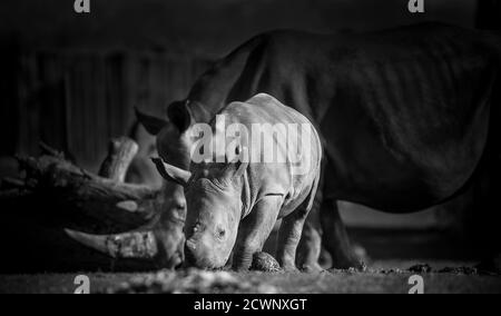 Monochrome, gros plan bas angle de bébé rhinocéros blanc, West Midland Safari Park, Royaume-Uni. Banque D'Images