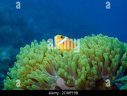 Maldive Anemonefish, Amphiprion nigripes dans la magnifique Anemone, Heterotis magifica, île de Bathala, Maldives Banque D'Images