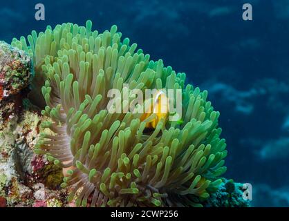 Maldive Anemonefish, Amphiprion nigripes dans la magnifique Anemone, Heterotis magifica, île de Bathala, Maldives Banque D'Images