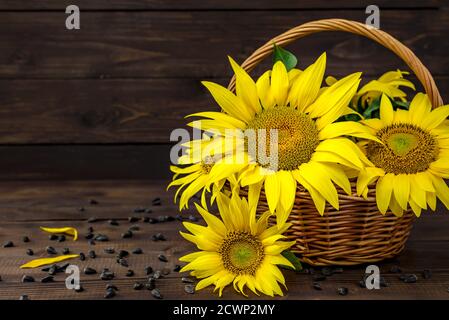 Panier en osier avec de beaux tournesols jaunes et des graines de tournesol sur fond de bois brun avec espace de copie pour le texte. Banque D'Images