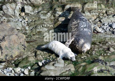 Une femelle, le phoque gris atlantique, tape doucement son nouveau-né Pembrokeshire plage Halichoerus grypus pays de Galles Cymru Royaume-Uni Banque D'Images