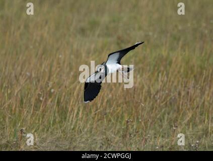 Northern Lapwing, Vanellus vanellus, en vol au-dessus du marais salé, Lancashire, Royaume-Uni Banque D'Images