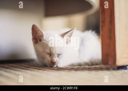 Chat de chiot blanc allongé dans le salon Banque D'Images
