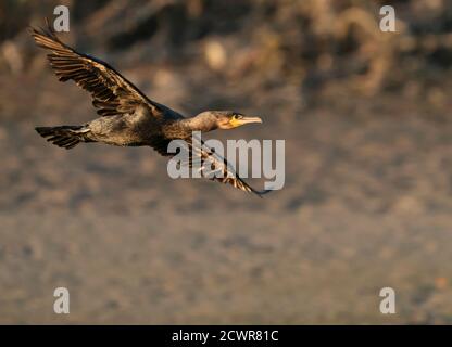 Un Cormorant (Phalacrocorax carbo) en vol au-dessus de la rivière Looe, dans les Cornouailles Banque D'Images