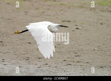 Un petit Egret (Egretta garzetta) en vol au-dessus de la rivière Looe, Cornouailles Banque D'Images