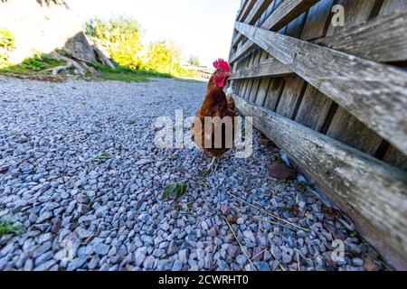 Une curieuse poule errant autour de la ferme. Humble par nature, Monbucshire, pays de Galles. Banque D'Images