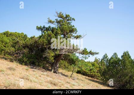 PIN relict dans la forêt. Cap Kapchik, près du village de Novy Svet, Crimée Banque D'Images