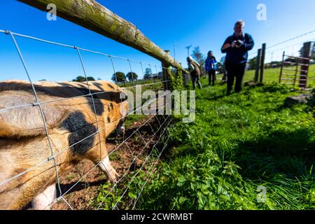 Gloucestershire Old Spot cochons dans un grand enclos. Les vieux endroits font les meilleures saucisses. Humble par nature, Monbucshire. Banque D'Images