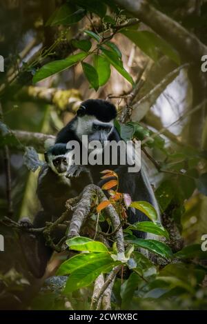 Colobus noir et blanc de l'est adulte avec un jeune, forêt nationale de Kibale, Ouganda. Banque D'Images