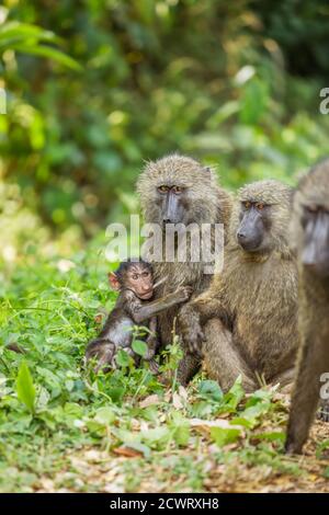 Chacma babouin (Papio ursinus) mère allaitant jeune bébé mignon babouin, parc national de la forêt de Kibale, Ouganda. Banque D'Images