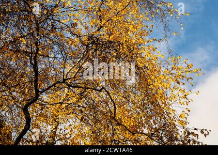 Feuilles dorées sur un arbre en automne Banque D'Images