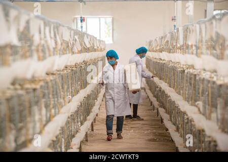 (200930) -- URUMQI, 30 septembre 2020 (Xinhua) -- les travailleurs nourrissent des pigeons dans une ferme de pigeons de la préfecture de Hotan, dans la région autonome de Xinjiang, dans le nord-ouest de la Chine, le 21 septembre 2020. La région autonome de Xinjiang Uygur, dans le nord-ouest de la Chine, a créé quelque 2 millions de nouveaux emplois pour ses résidents de 2014 à 19. Depuis le 18e Congrès national du Parti communiste de Chine (PCC) en 2012, Xinjiang a mis en œuvre vigoureusement des projets d'emploi et amélioré la formation professionnelle, et a élargi les canaux et les capacités de l'emploi. De 2014 à 19, le nombre total de personnes employées au Xinjiang a augmenté Banque D'Images