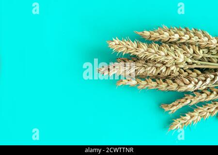 Épillets de blé sur fond bleu, espace de copie Banque D'Images