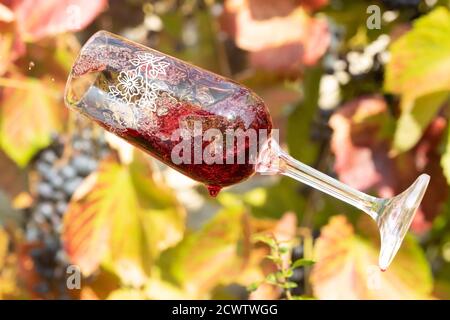 Verre de vin rouge tombe sur le fond d'un vignoble avec des raisins. Banque D'Images