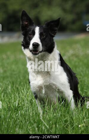 Portrait de beau Border collie, noir et blanc Banque D'Images