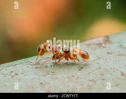 Fourmis combattant pris en Écosse, Glasgow Ruchill Park sur Olympus omd-em1 60mm 2.8f macro lense, et diffuseur client Banque D'Images