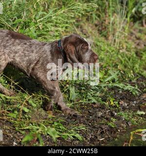 Chiot de beau chien de pointage italien à poil dur Banque D'Images