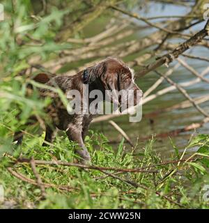 Chiot de beau chien de pointage italien à poil dur Banque D'Images