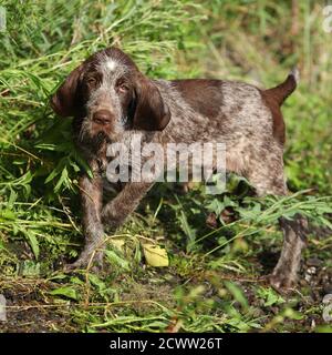 Chiot de beau chien de pointage italien à poil dur Banque D'Images