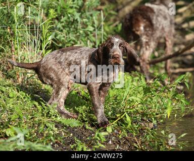 Chiot de beau chien de pointage italien à poil dur Banque D'Images