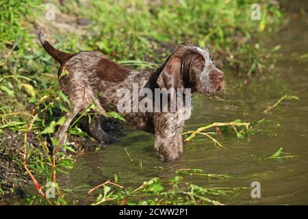 Chiot de beau chien de pointage italien à poil dur Banque D'Images