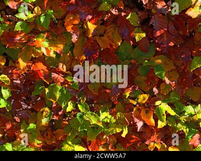 Gros plan d'un côté d'une haie de hêtre lorsque les feuilles commencent à changer de couleur en automne. Banque D'Images