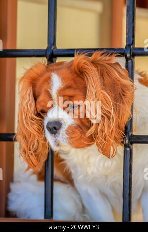 SANTORIN, GRÈCE - 2013 août. Chien regardant par la fenêtre en Grèce. Banque D'Images