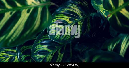 Coloré de fleurs feuilles tropicales sur sombre feuillage tropical nature fond feuillage vert foncé nature Banque D'Images