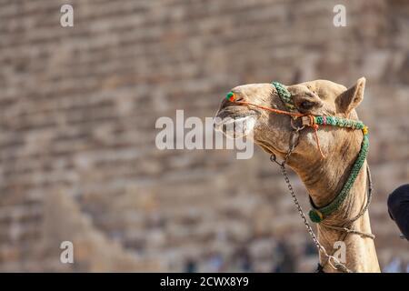 Chameau aux pyramides de Gizeh, au Caire Banque D'Images
