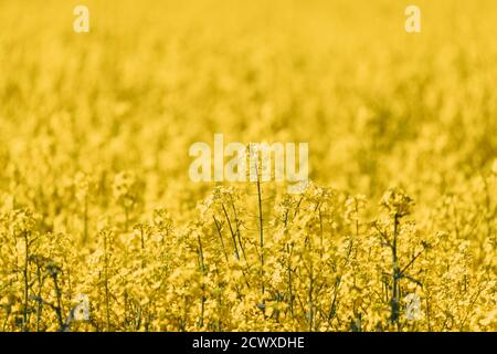Gros plan de Blossom de fleurs jaunes de canola Colza. Colza, Oilseed Field Meadow Banque D'Images