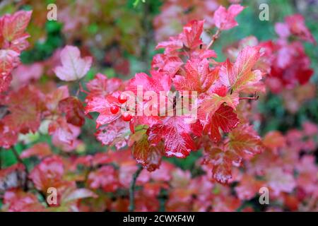 Viburnum Bush avec baies rouges mûres au premier plan et beaucoup mouillez les feuilles rouges denses le jour de la pluie sur fond vert vue horizontale en gros plan Banque D'Images