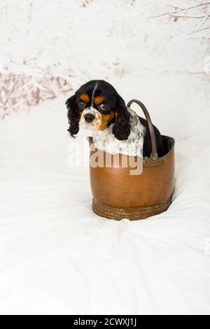 Adorable chien de spaniel cavalier King Charles, noir, blanc et brun clair, assis dans un seau en cuivre avec fond de scène de neige d'hiver Banque D'Images