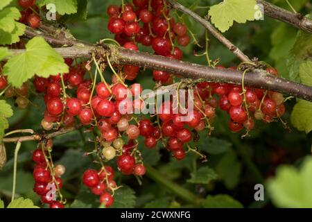 Groseille (Ribes rubrum) baies de fruits comestibles sur racames parmi les feuilles d'une brousse de cassis, Berkshire, juin Banque D'Images