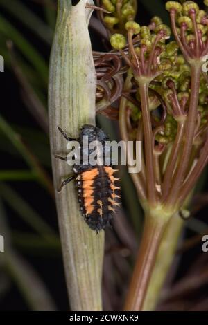 Une larve d'arlequin noir et orange (Harmonia axyridis) sur les feuilles de fenouil, Berkshire, juin Banque D'Images
